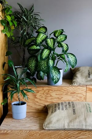 plants on wooden seating